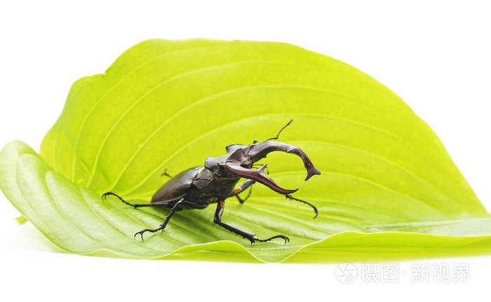 白色背景上叶子上的鹿甲虫