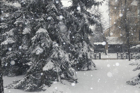 雪覆盖着冷杉树，下着雪