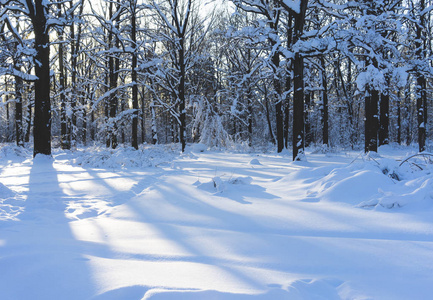 日落时晴朗的一天，白雪覆盖公园。
