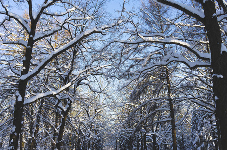 日落时晴朗的一天，白雪覆盖公园。