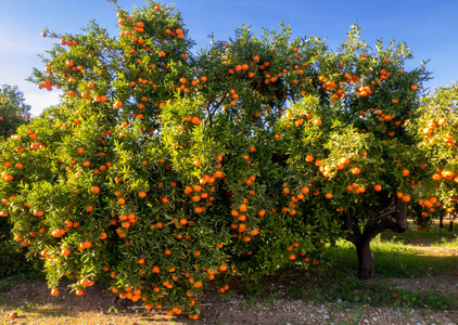 晴天树上成熟的柑桔果实。