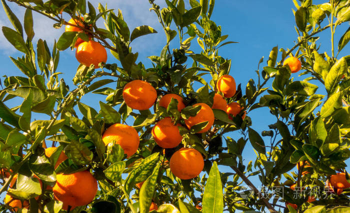 晴天树上成熟的柑桔果实