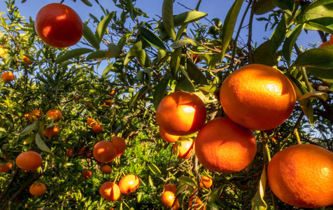 晴天树上成熟的柑桔果实.照片