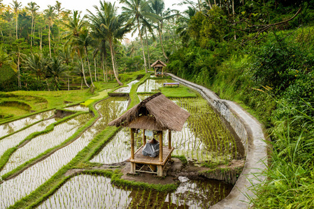 巴厘岛美丽的水稻梯田景观
