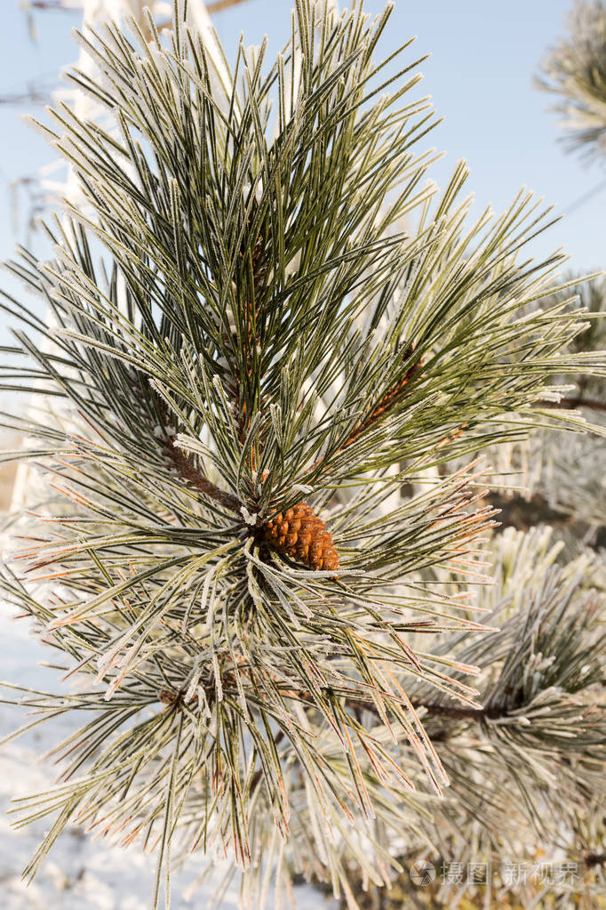 冬天雪松圣诞节的场景. 冷杉枝条上覆盖着霜冻的奇观.