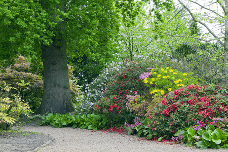 五颜六色的杜鹃花盛开在一条走着的小路上，在一个春天春天郁郁葱葱的花园里。