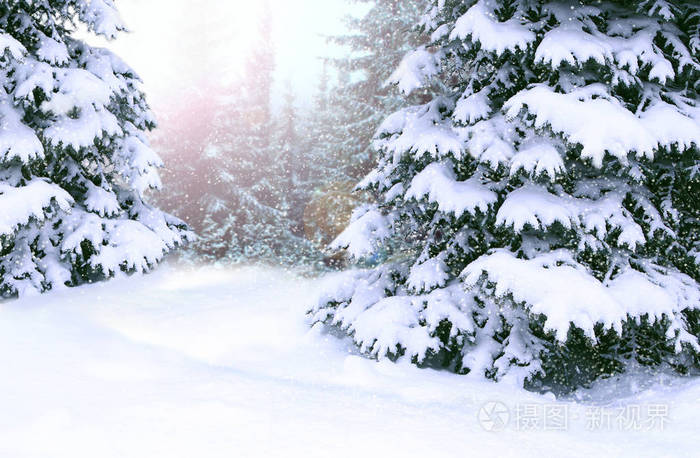 美丽的冬林。 木头上覆盖着白色的雪。 树枝上覆盖着雪。 冬天森林里雪中的圣诞树。 平安夜快乐