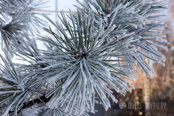 冬天雪松圣诞节的场景. 冷杉枝条上覆盖着霜冻的奇观.