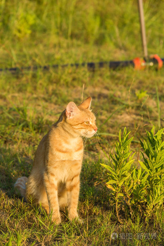 绿草上一只可爱的红猫在看什么东西.夏天, 日落, 动物很难加热照片-正