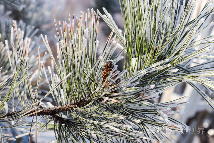 冬天雪松圣诞节的场景. 冷杉枝条上覆盖着霜冻的奇观.