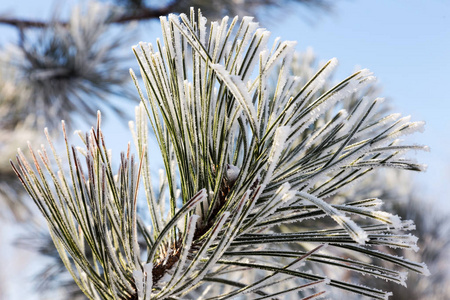 松枝覆盖着海霜。 冬天雪松圣诞节的场景。 冷杉枝条上覆盖着霜冻的奇观。 平静模糊的雪花冬季时间背景与复制空间。 在冬天。 新年