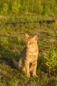 绿草上一只可爱的红猫在看什么东西。夏天, 日落, 动物很难加热