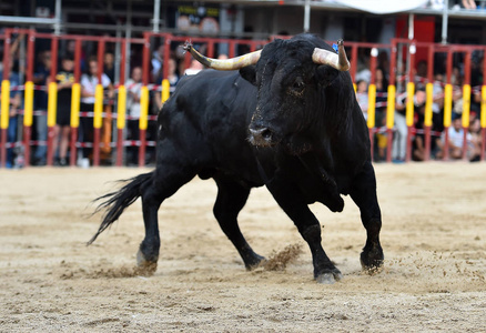 公牛在西班牙斗牛场奔跑