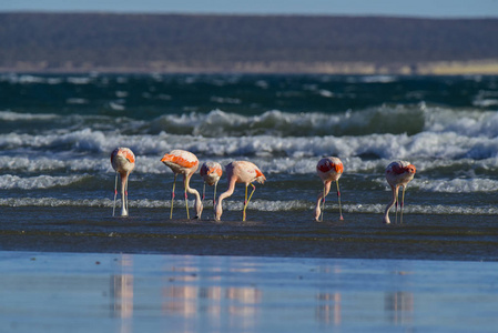 在阿根廷巴塔哥尼亚海滩上觅食的火烈鸟