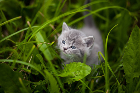 凯蒂。 草地上的小猫