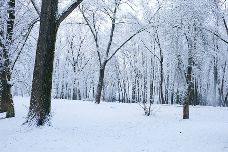 美丽的冬季公园，白雪覆盖的树木