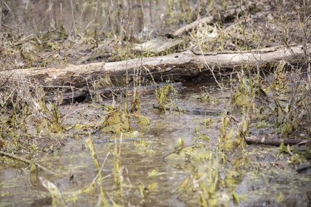 一根木头躺在泥泞的沼泽里