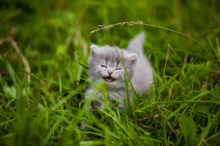 凯蒂。 草地上的小猫