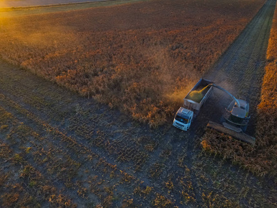 阿根廷拉潘帕的高粱收获照片