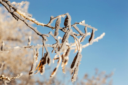 覆盖着海霜的树枝。 冬天下雪的圣诞节场景。 树枝上覆盖着霜冻的奇观。 平静模糊的雪花冬季时间背景与复制空间。 在冬天。 新年