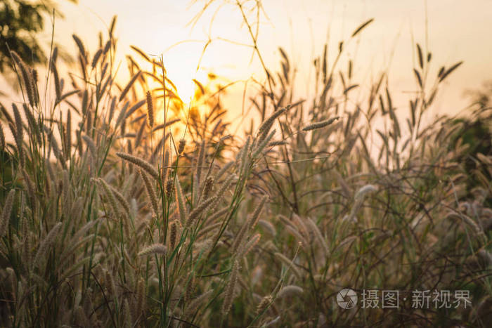 美妙的景观从羽毛草地在傍晚日落剪影。 宁静的感觉概念。 乡村的风景氛围。 背景壁纸和复制空间的图像。