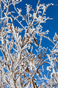 覆盖着海霜的树枝。 冬天下雪的圣诞节场景。 树枝上覆盖着霜冻的奇观。 平静模糊的雪花冬季时间背景与复制空间。 在冬天。 新年