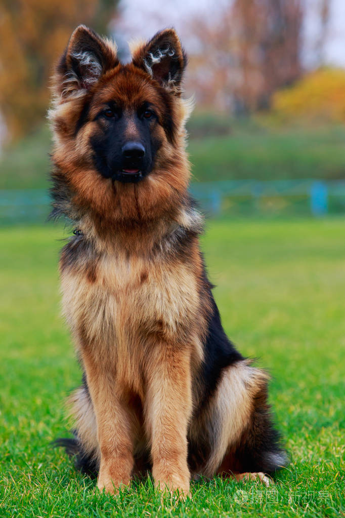 德国牧羊犬正坐在绿草上