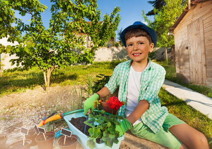 七岁男孩的画像小园丁戴着防护手套，用罐装红天竺葵