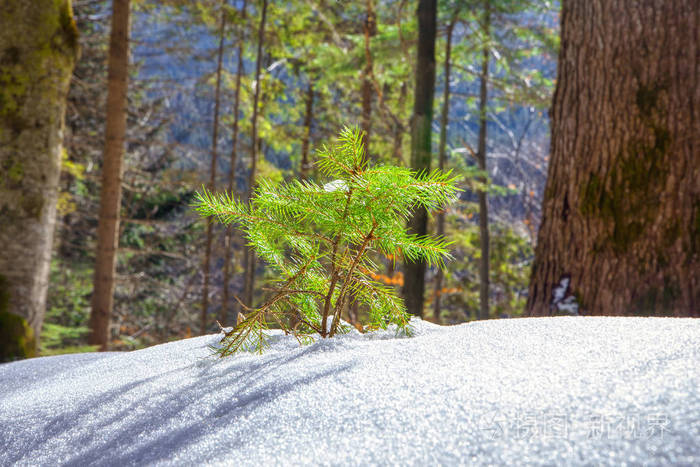 雪中的绿色小杉树