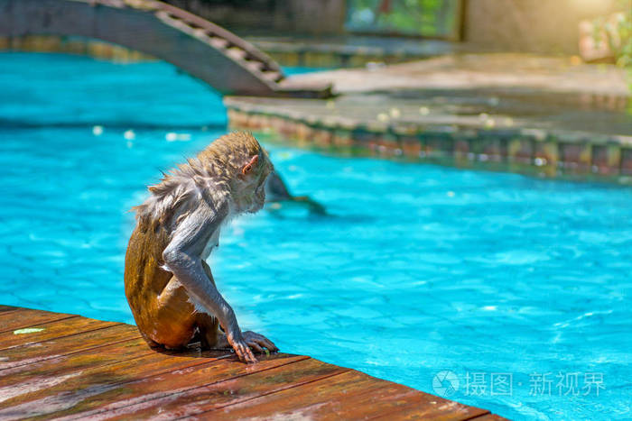 许多猴子在游泳池里游泳, 吃游戏, 晒太阳, 热带