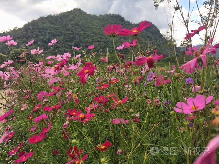 宇宙花在花园里盛开照片 正版商用图片 摄图新视界