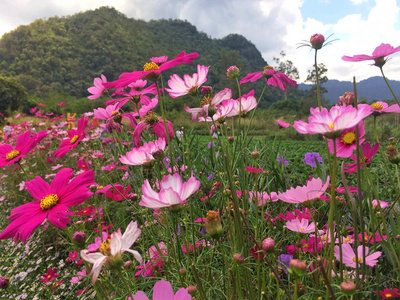 宇宙花在花园里盛开