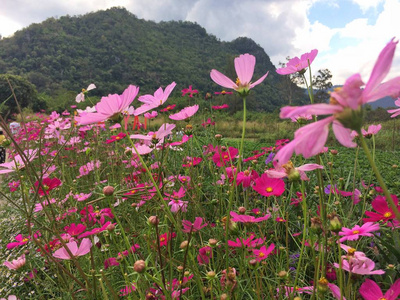 宇宙花在花园里盛开