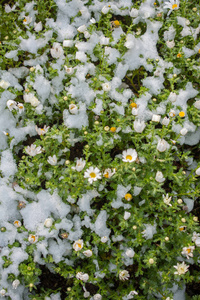 春天的早花在白雪皑皑的花园里