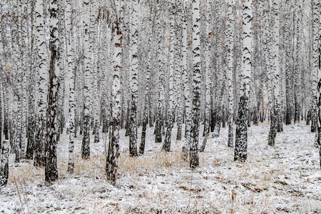 冬季第一雪桦林景观