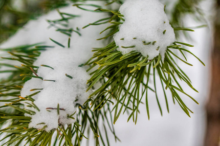 针叶云杉雪接近冬天