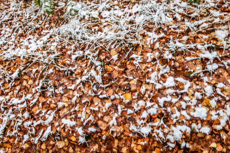 秋天在雪地里留下草