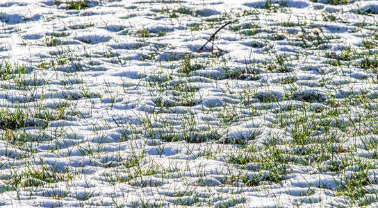 雪冬背景的绿草