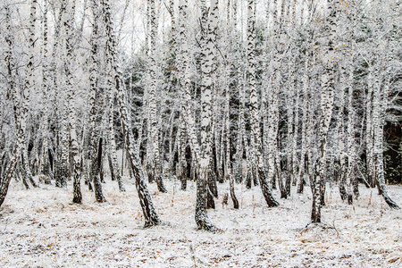 冬季第一雪桦林景观