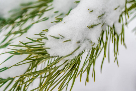 针叶云杉雪接近冬天