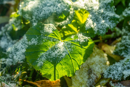 绿草如雪模糊的背景