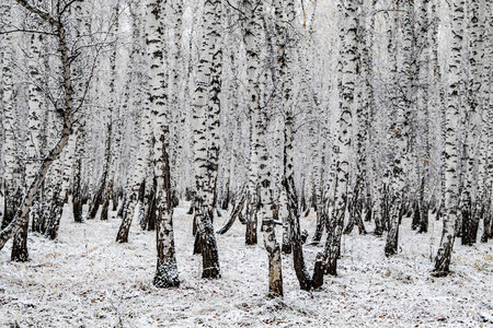 冬季第一雪桦林景观