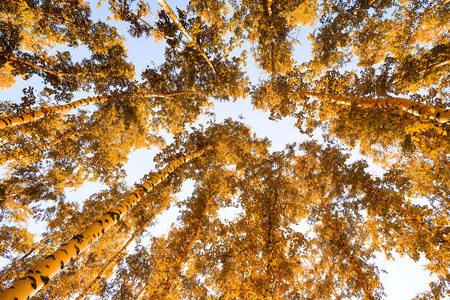秋天背景下的黄桦树叶子图片