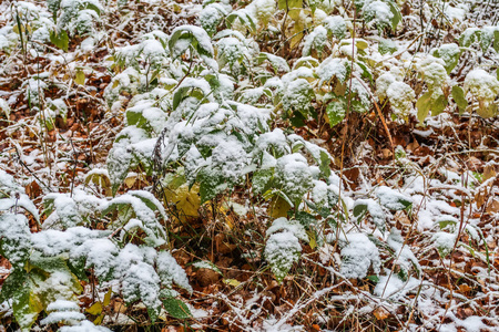 秋天在雪地里留下草