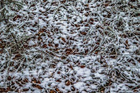 秋天在雪地里留下草