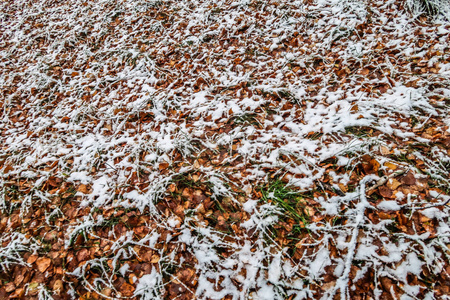 秋天在雪地里留下草