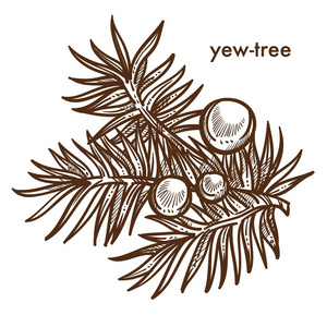 冰冷的红豆杉针图片-冰冷的红豆杉针素材-冰冷的红豆杉针插画-摄图新