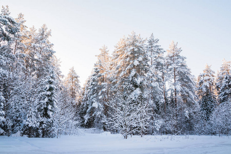 美丽的冬天风景，森林里满是树木覆盖着雪。在寒冷的日子里的俄罗斯