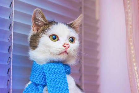 一只戴着蓝色围巾的小白猫看向旁边
