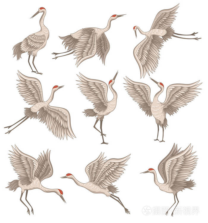 一套不同姿势的丹顶鹤.鸟长的嘴, 腿和脖子.装饰平面矢量插图